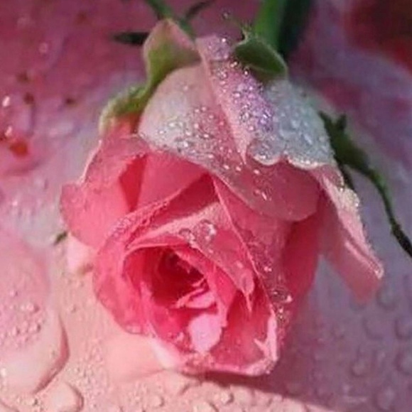 Meet your Posher, Debra - Picture 1 of 1